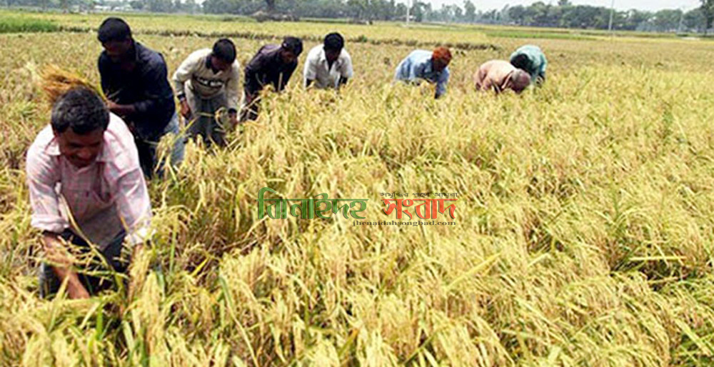 মহেশপুরে বোরো ধানের বাম্পার ফলনে কৃষকের মুখে হাসি