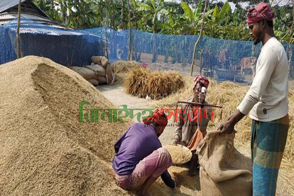 মহেশপুরে আমলাতান্ত্রিক জটিলতায় কৃষকদের কাছ থেকে এখনও ধান ক্রয় সম্পন্ন হয়নি