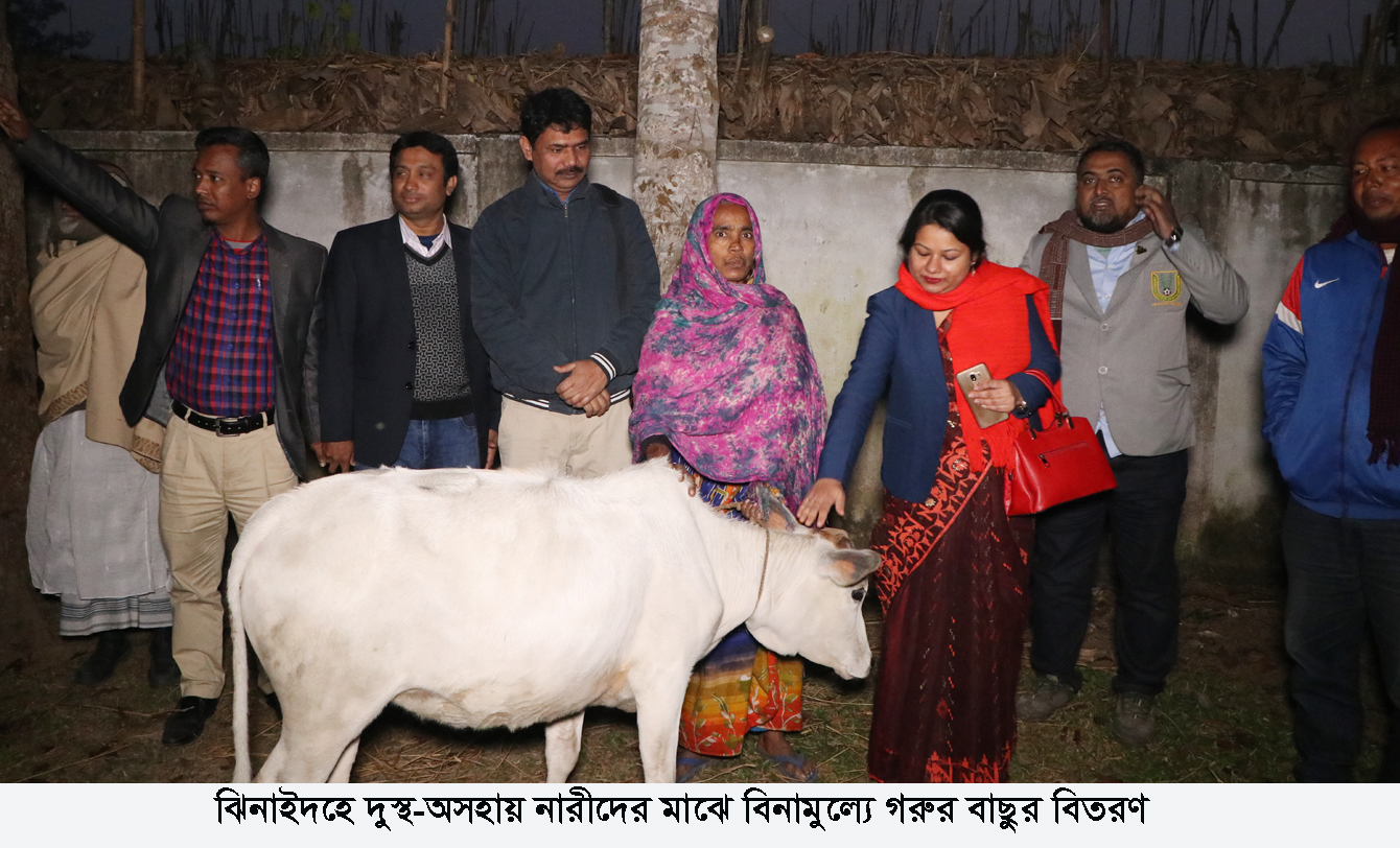 হরিণাকুন্ডুতে দুস্থ-অসহায় নারীদের মাঝে বিনামুল্যে গরুর বাছুর বিতরণ