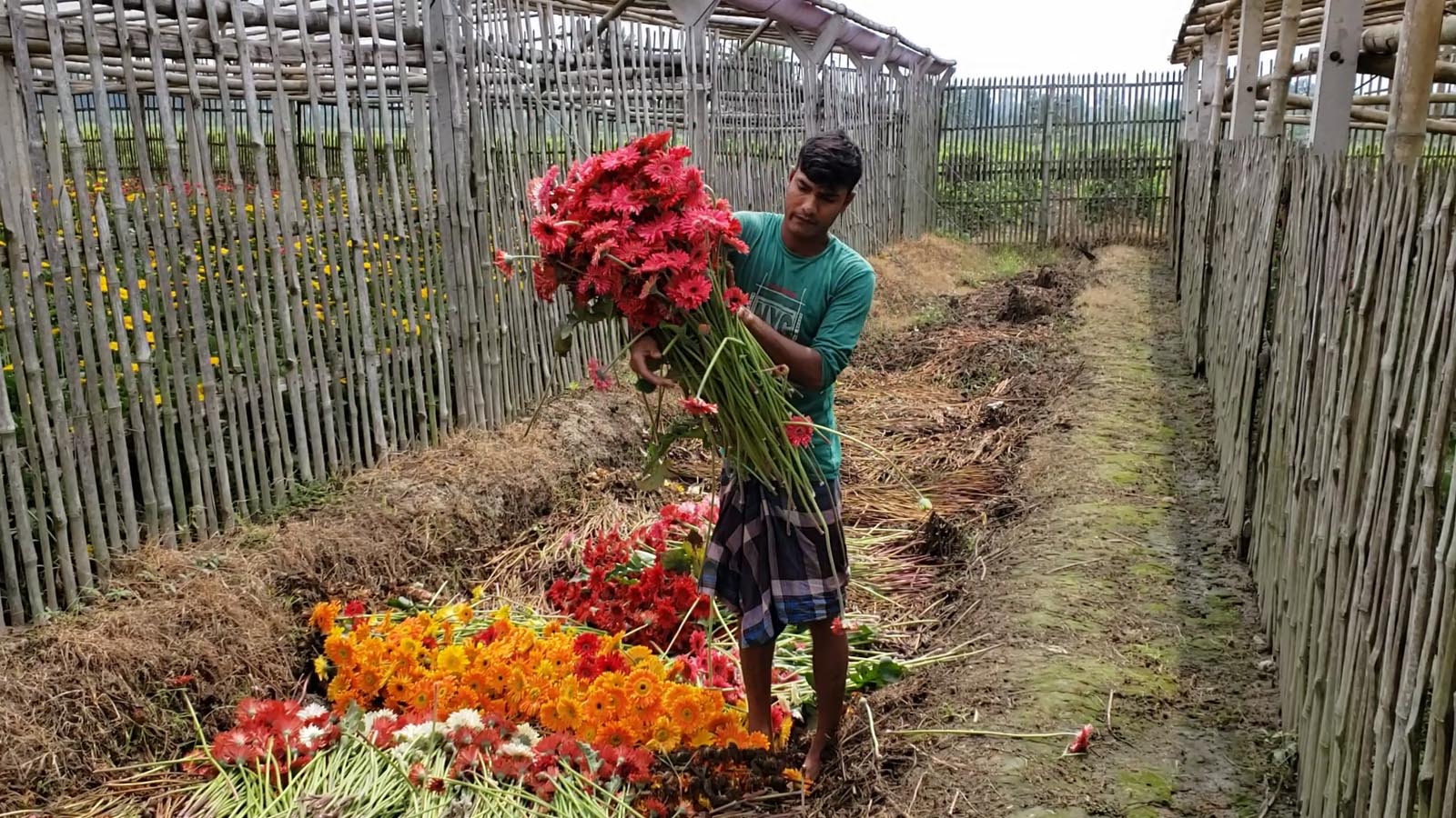 ফুলের দ্বিতীয় রাজধানীতে করোনার থাবা সহস্রাধিক ফুলচাষী দেউলিয়া হবার পথে