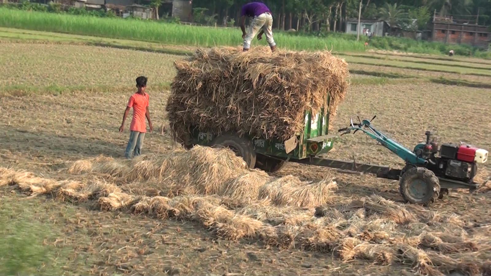 কালীগঞ্জে বোরো ধানের বাম্পার ফলন॥ ন্যায্য মূল্য নিয়ে শঙ্কিত কৃষক