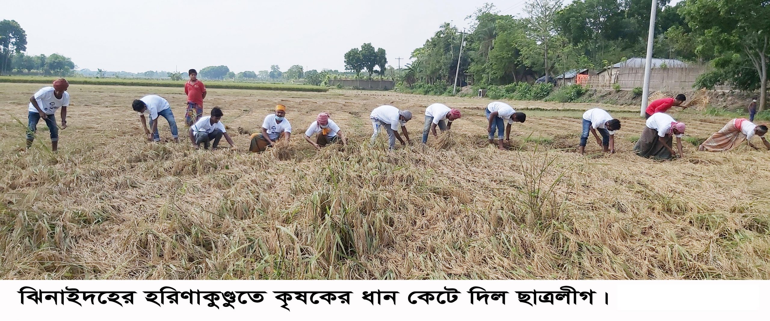 হরিণাকুণ্ডুতে কৃষকের ধান কেটে দিল ছাত্রলীগ