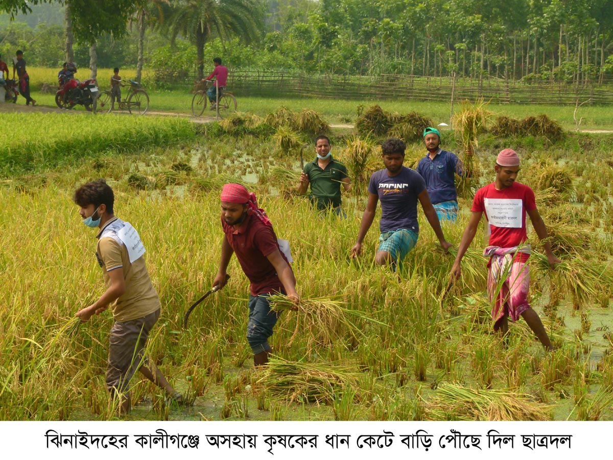 কালীগঞ্জে অসহায় কৃষকের ধান কেটে বাড়ি পৌঁছে দিল ছাত্রদল