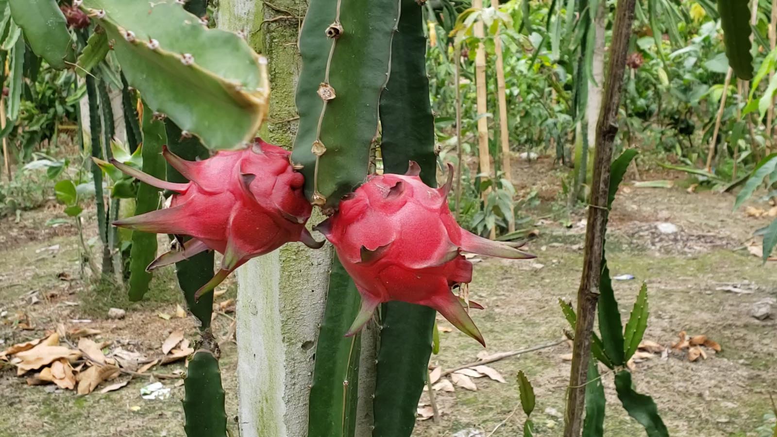 জাত চিনে ড্রাগন চাষে সফল হলেন রাসেল