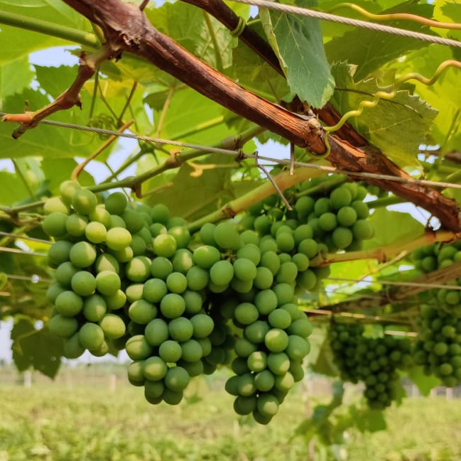 মহেশপুরে বাণিজ্যিক ভাবে হচ্ছে আঙুর চাষ